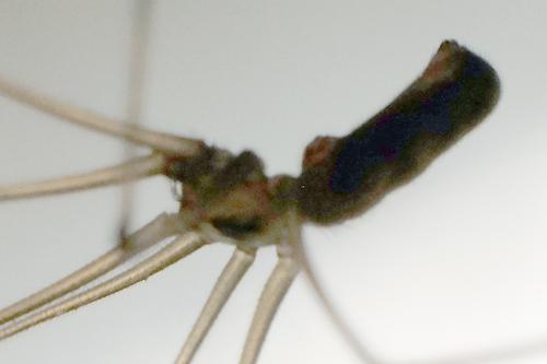 Pholcus phalangioides